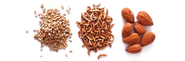 Bug-Break Insektenriegel Zutaten: Sesam, Mandel und Buffalowürmer. Der ideale Insektensnack.