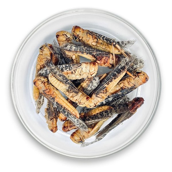 Heuschrecken - 15g Insekten zum Kochen & Essen