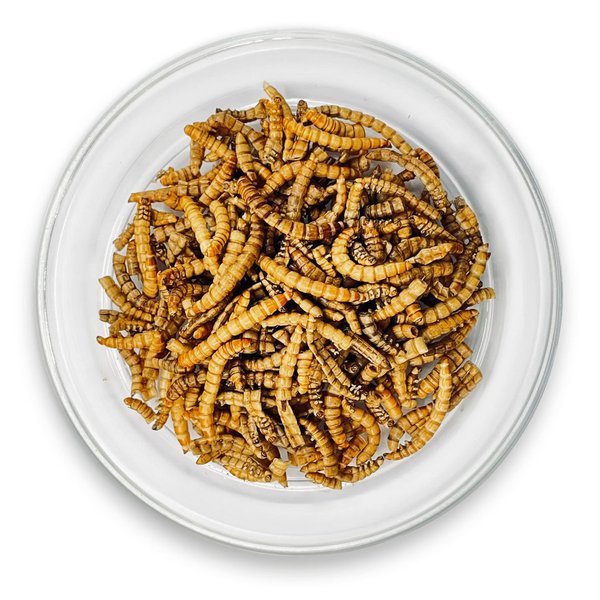 Mehlwürmer - 40g Insekten zum Kochen & Essen