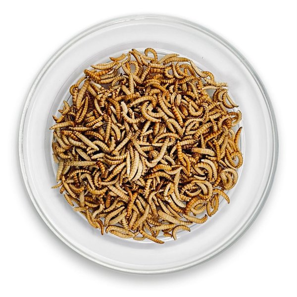 Buffalowürmer - 40g Insekten zum Kochen & Essen